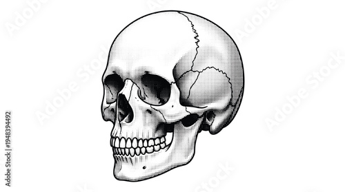 Detailed Human Skull Anatomy Illustration Vector with Visible Sutures and Teeth, Perfect for Medical, Educational, and Halloween Designs