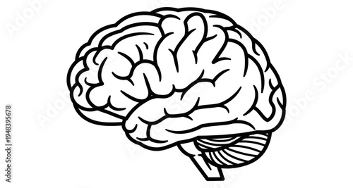 Detailed illustration of a human brain showcasing its complex and folded structure
