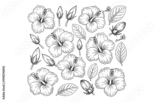 Hand drawn hibiscus flowers and buds pattern floral