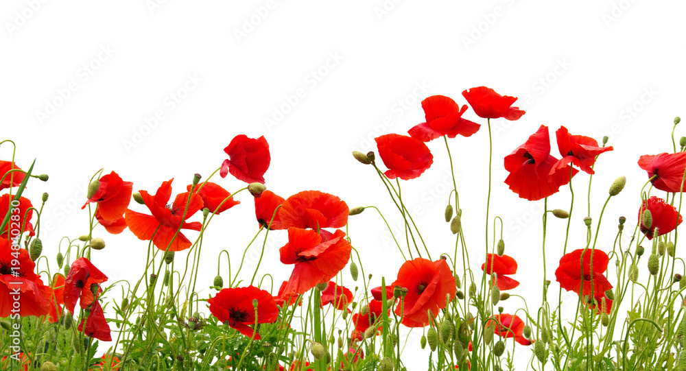 Obraz premium Vibrant red poppy flowers isolated on a clean background, delicate floral arrangement for spring designs and botanical themes png
