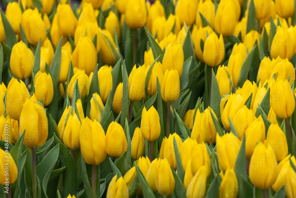 Obraz premium Bright yellow tulips fill the frame. Each flower blooms with green leaves. Dense clusters create a vibrant field. Sunlight highlights their cheerful color. Close-up view captures natural beauty