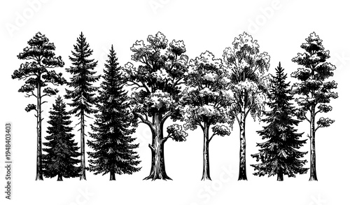 Hand drawn coniferous and deciduous trees vintage ink sketch forest vector illustration