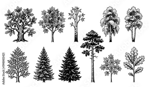 Vintage hand drawn forest trees collection coniferous and deciduous ink sketch vector set