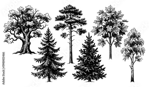 Vintage botanical forest tree collection hand drawn ink sketch coniferous and deciduous vector