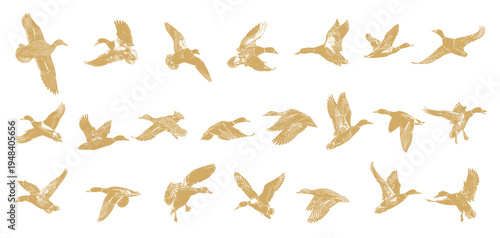 A set of flying duck silhouettes, flying duck silhouettes group, flying duck silhouettes vector one set