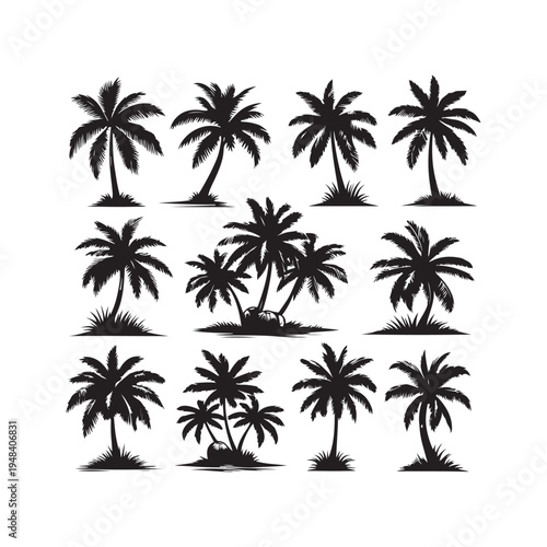 palm tree silhouette