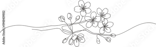continuous single line drawing of cherry blossom branch with flowers and buds on white background