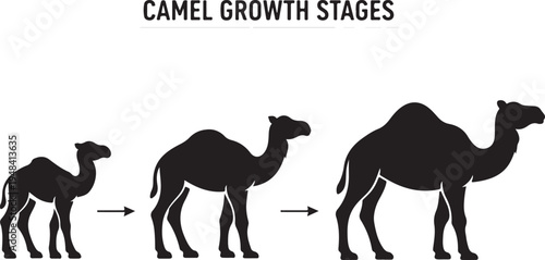 Camel Growth Stages Life Cycle Silhouette Vector Illustration