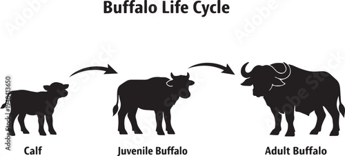 Buffalo Life Cycle Silhouette Stages of Growth Vector