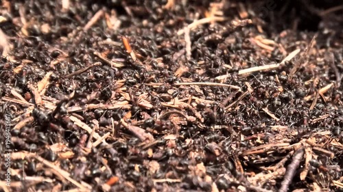 Rote Waldameisen, Formica rufa beim Herrichten des Ameisenhaufens im Frühling, Naturbeobachtung