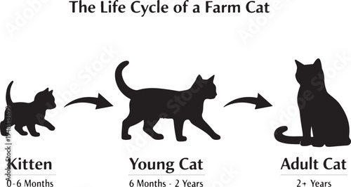 Life Cycle of a Cat Silhouette Vector Diagram