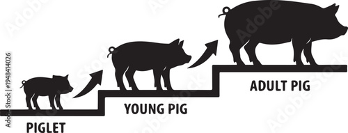 Pig Growth Life Cycle Stages Vector Illustration
