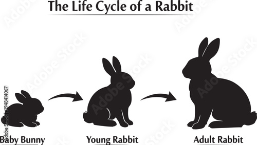 Rabbit Life Cycle Silhouette Diagram Stages of Growth
