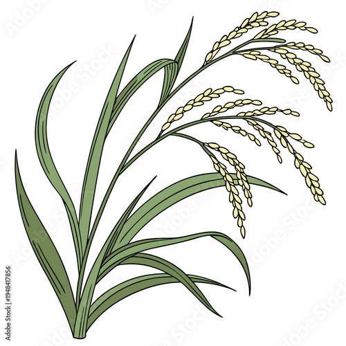 Rice plant with green leaves and golden grains