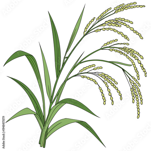 Green rice plant with yellow grains on white background green leaves isolated