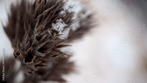 Canvastavla Ice On A Burr
