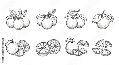 Collection of Detailed Hand-Drawn Citrus Orange Illustrations Featuring Whole Fruits, Slices, and Branches, Perfect for Fresh Food and Drink Designs