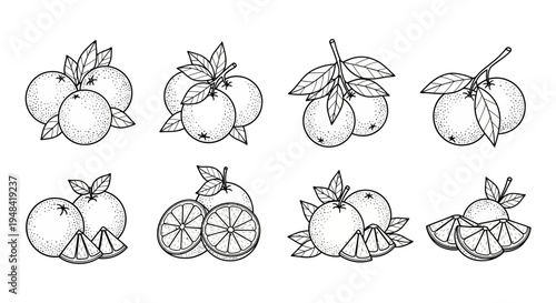A Collection of Hand-Drawn Oranges, Featuring Whole Fruits and Sliced Portions with Leaves, Presented in a Black and White Sketch Style