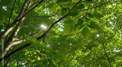 A sunlit forest canopy, a gentle breeze rustling the leaves. A thin, transparent mesh with tiny glowing nodes connects the trees like IoT sensors. An eco-technological concept.