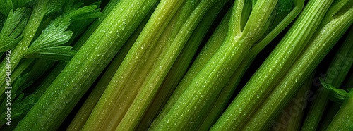 Close up fresh celery stalks. Panoramic banner 