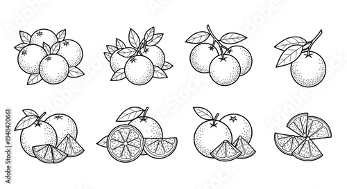 Collection of Oranges and Orange Slices with Leaves, Black and White Illustrations of Citrus Fruits