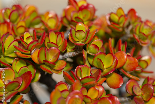 Vibrant Jade Succulent Plant with Red Edges (Crassula ovata 'Sunset')