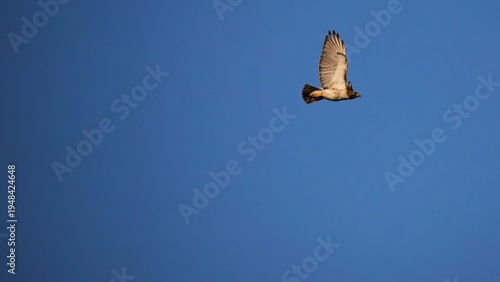 Fotografie Hawk Soaring