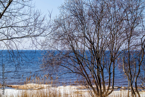 Poplar tree, sea ice and spring