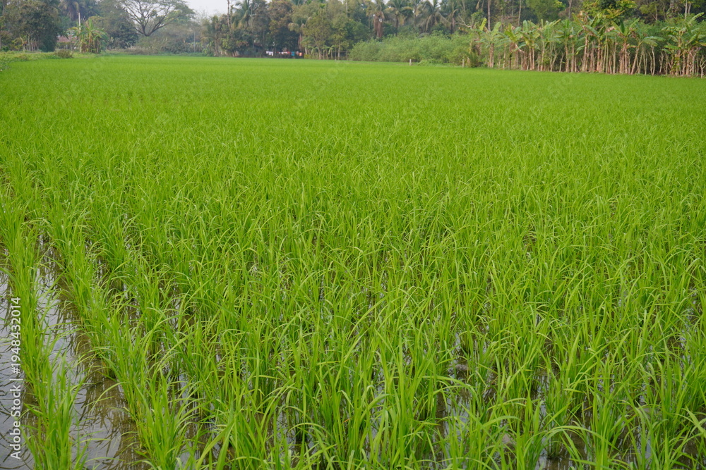 Obraz premium Young Rice Plants Growing in Irrigated Paddy Field