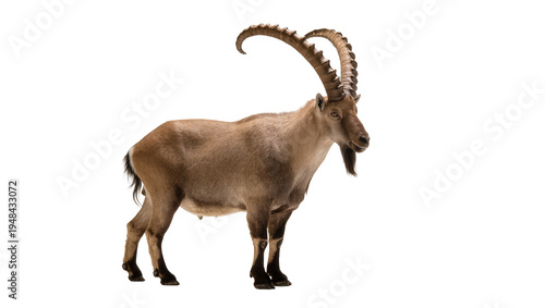 Valokuva Majestic Nubian ibex, a wild mountain goat with impressive large curved horns, s