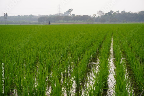 Fotografía Green Rice Field with Rows of Plants in Water
