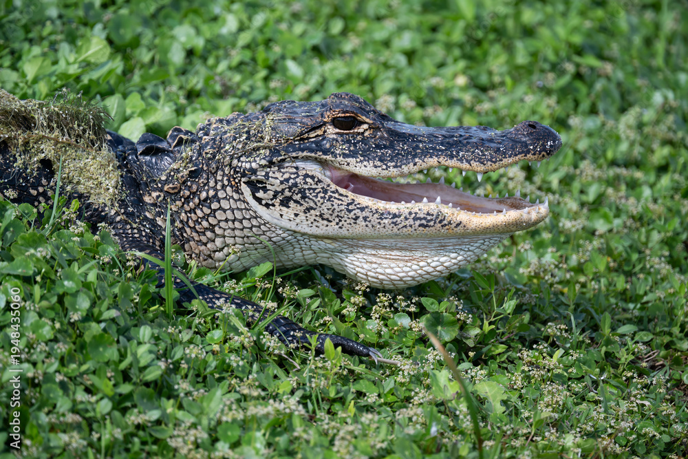 Fototapeta premium Alligator head with big open smile close-up while resting of green leafy weeds.