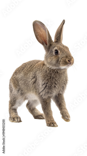 Photographic portrait of a brown and grey rabbit standing alertly, gazing slightly right on a transparent background.