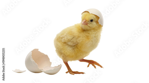 Adorable fluffy yellow chick with a cracked eggshell on its head, just hatched on a transparent background.