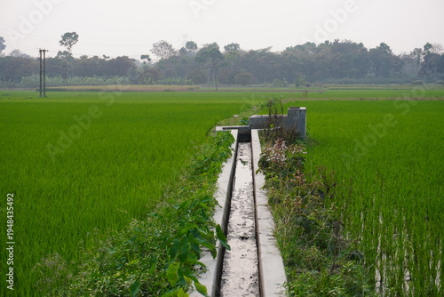 Rice Field with Irrigation Canal