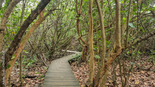 Caminho seguro na selva