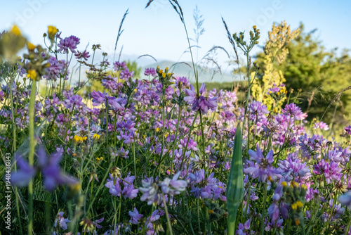Photos Dense colorful summer wildflowers blooming on alpine meadow at sunset