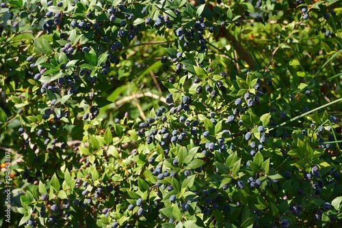 Quadro su tela Myrtle, or Myrtus communis shrub with fruit, in Glyfada, Greece