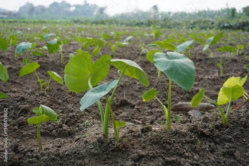 Young Green Taro Plants in Cultivated Field