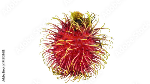 Fresh vibrant red rambutan fruit, a tropical exotic delicacy with unique hairy skin, perfectly isolated PNG on transparent background for culinary designs