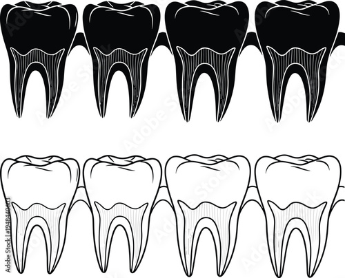 Anatomical cross section vector illustration of human teeth row showing enamel dentin and pulp in black and white silhouette styles.