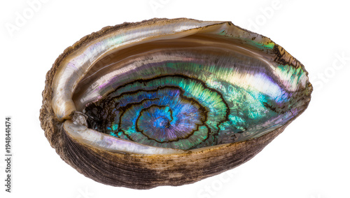 Vibrant iridescent abalone shell, showcasing stunning mother-of-pearl colors, isolated PNG on transparent background, a beautiful marine treasure