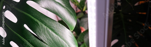 Banner. Monstera Deliciosa. Swiss cheese plant leaf with a vertical stylish phytolamp for full spectrum lighting. indoor plant care