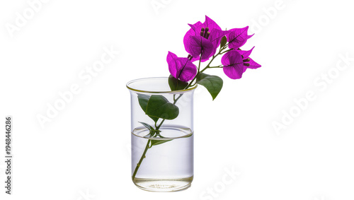 Foto Vibrant purple bougainvillea flowers with green leaves, elegantly displayed in a