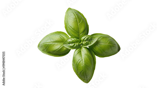 Fotografie Vibrant fresh green basil leaves, an aromatic culinary herb, perfectly isolated