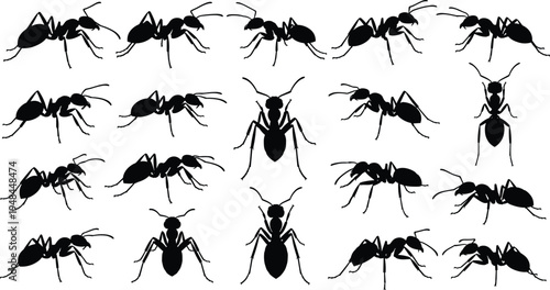 Ant silhouette collection, insect outline figure, entomology motif illustration, crawling creature icon art, biological design graphic, wildlife insect symbol