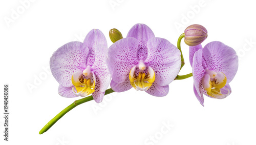 Photos Three light purple orchid flowers with yellow speckled centers, a green bud, and