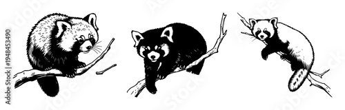 Red panda illustration set with woodcut style depicting rare wildlife on a branch featuring vintage art, animal, nature with mammal and endangered species