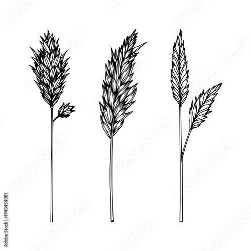 Pampas grass set with single weight line drawing featuring dried stalk, boho decor, botanical illustration with nature and plant