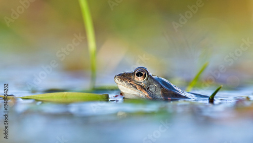 Common frog (Rana temporaria) eye above water surface in wetland, amphibian portrait in natural habitat during mating season in Czech Republic.
